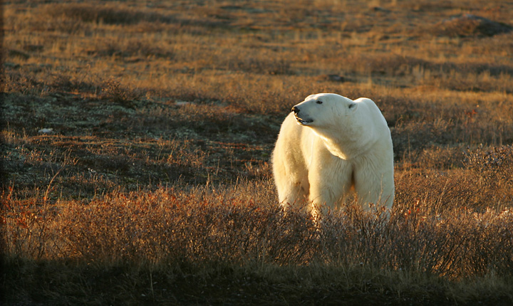  RATUJMY NIEDŹWIEDZIE POLARNE - Polar-Bear-Tours-bear-grass.jpg