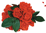 ala61-61 - roses_and_petals_by_kmygraphic-d77dk73.gif
