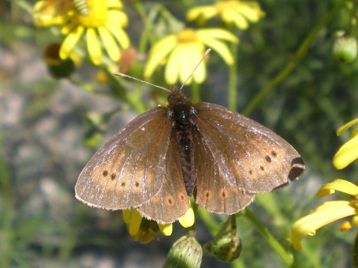 motyle - górówka epifron.jpg