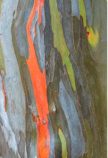 Tęczowy eukaliptus - 2016-09-24_163348.png