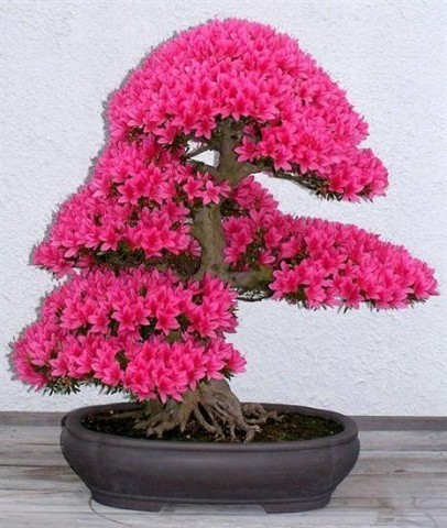 BONSAI DRZEWKA - Drzewko bonsai.jpg