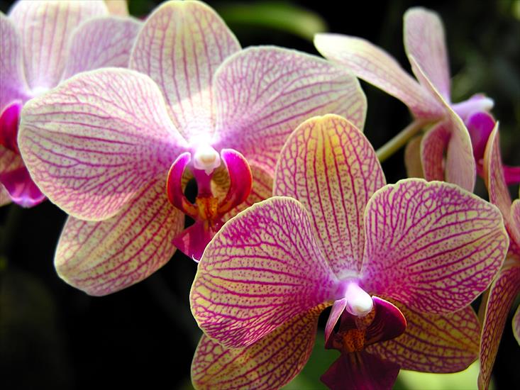 Storczyki - orchid-1024x768-0018-315005.jpg