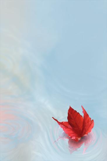 ROMANTYCZNE - Autumn Leaf1.jpg