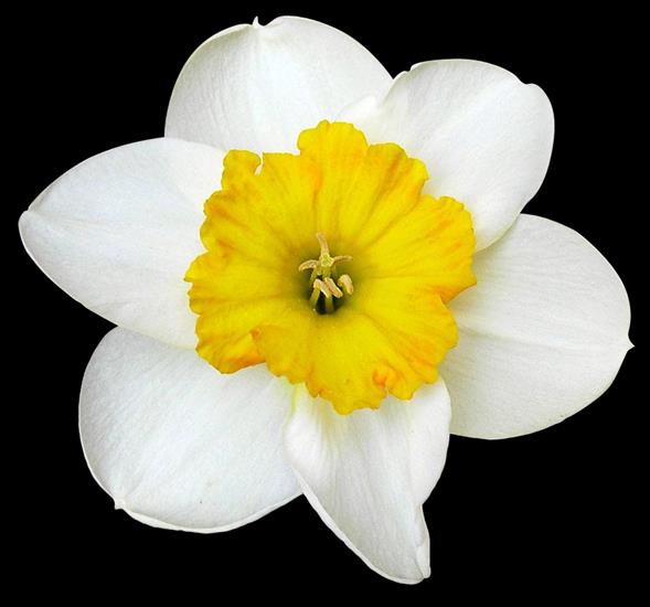 WIOSENNE PNG ROZMAITE - Narcissus 4.png