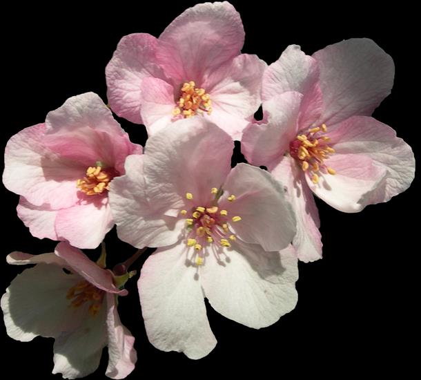 Kwiaty wiśni i jabłoni - ea8a79be6505.png