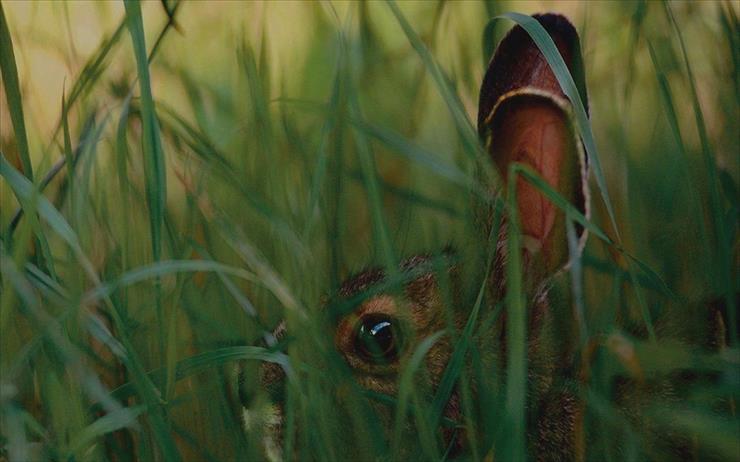 tapety - Hare in Grass.jpg