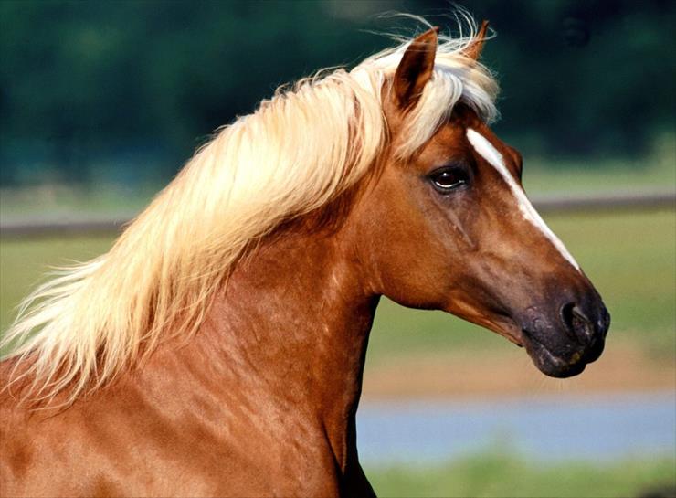 Konie_________piękne konie - 20.jpg
