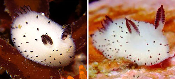 Jorunna parva - ślimak morski puszysty króliczek - cute-bunny-sea-slug-jorunna-parva-12.jpg