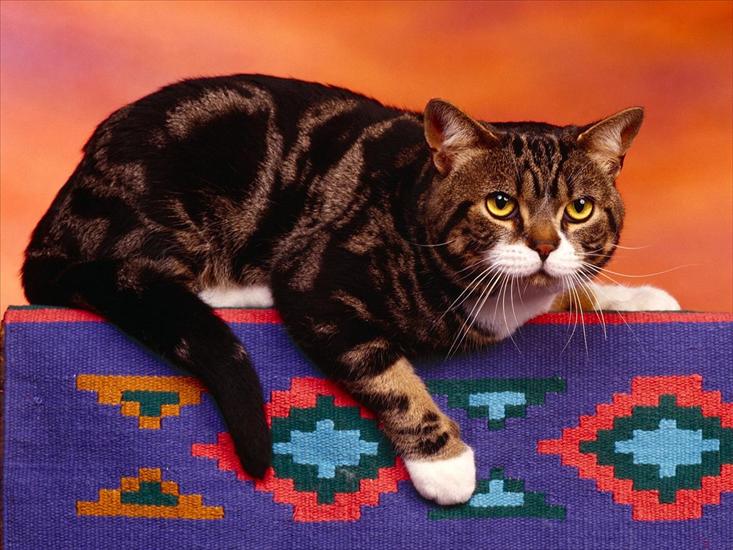 65 Cute Cats Wallpapers 1600 X 1200 - Cat 64.jpg