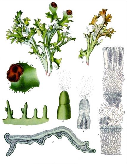 zioła - ilustracje - Cetraria islandica L. - Tarczownica islandzka.jpg